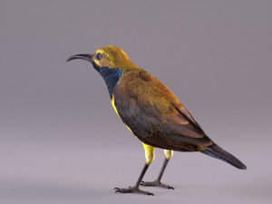 olive-backed sunbird 3D Model
