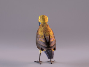 olive-backed sunbird 3D Model