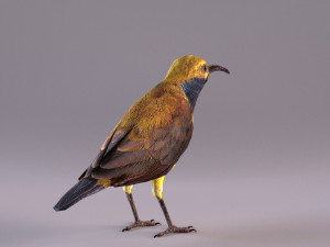 olive-backed sunbird 3D Model