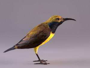 olive-backed sunbird 3D Model