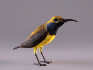 olive-backed sunbird 3D Model