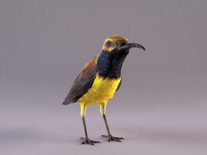 olive-backed sunbird 3D Model