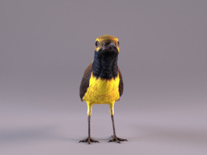 olive-backed sunbird 3D Model