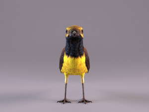 olive-backed sunbird 3D Model