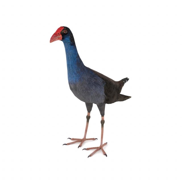 purple swamphen 3D Модель .c4d .max .obj .3ds .fbx .stl .blend 