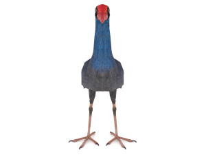 purple swamphen 3D Модель