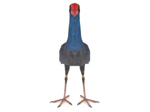 purple swamphen 3D Model