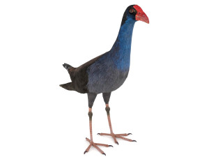 purple swamphen 3D Модель