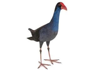 purple swamphen 3D Model
