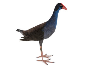 purple swamphen 3D Модель