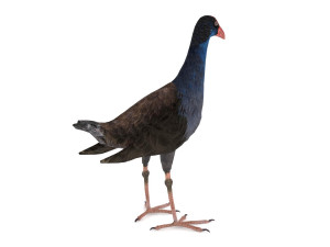 purple swamphen 3D Модель