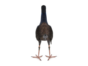 purple swamphen 3D Модель