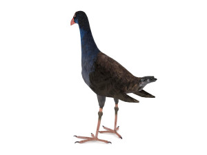 purple swamphen 3D Модель