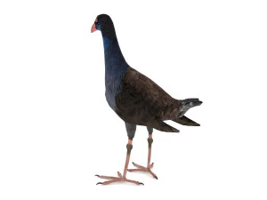 purple swamphen 3D Model