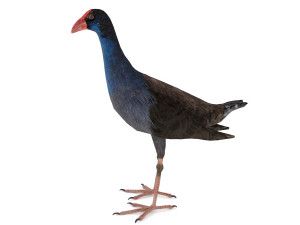 purple swamphen 3D Модель