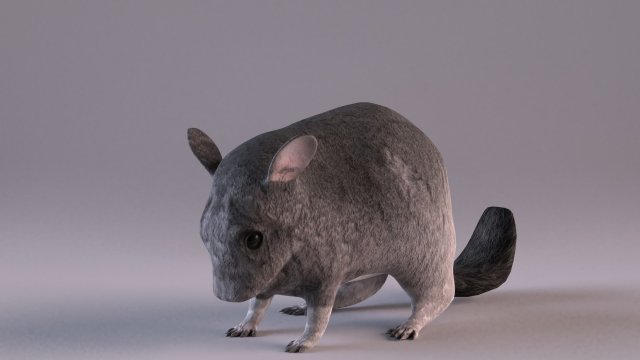 chinchilla 3D Model .c4d .max .obj .3ds .fbx .stl .blend 