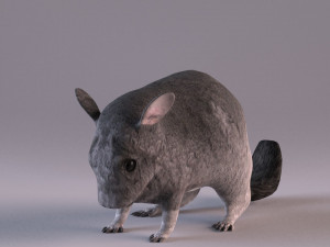 chinchilla 3D Model