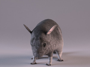 chinchilla 3D Model
