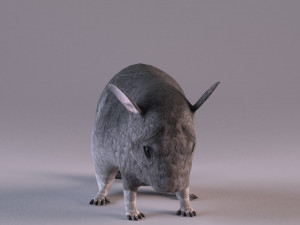 chinchilla 3D Model