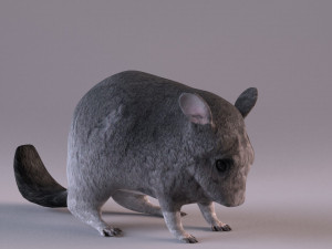 chinchilla 3D Model