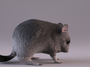 chinchilla 3D Model