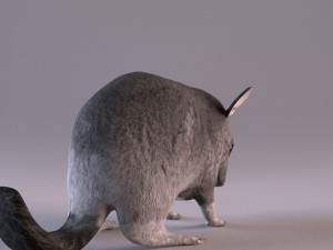 chinchilla 3D Model