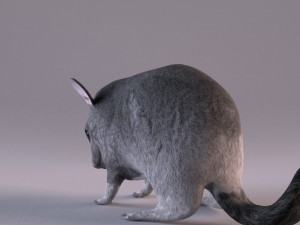 chinchilla 3D Model