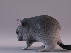 chinchilla 3D Model