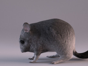 chinchilla 3D Model
