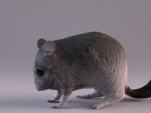 chinchilla 3D Model
