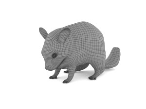 chinchilla 3D Model
