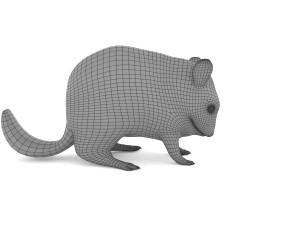 chinchilla 3D Model