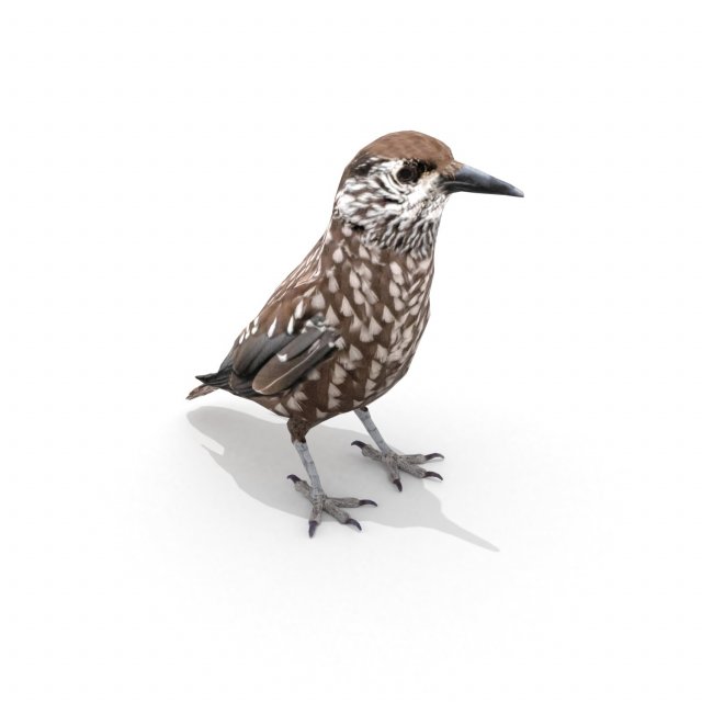 3d eurasian nutcracker model Modèle 3D .c4d .max .obj .3ds .fbx .stl .blend 
