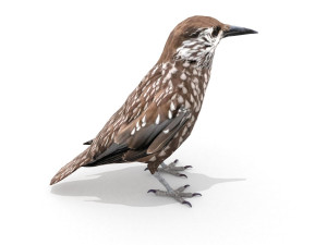 3d eurasian nutcracker model Modèle 3D