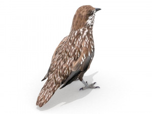 3d eurasian nutcracker model Modèle 3D