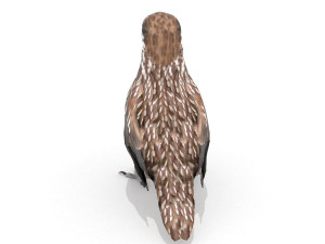 3d eurasian nutcracker model Modèle 3D