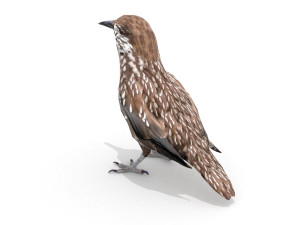 3d eurasian nutcracker model Modèle 3D