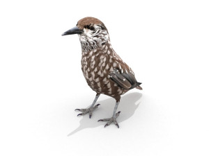 3d eurasian nutcracker model Modèle 3D