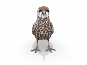 3d eurasian nutcracker model Modèle 3D