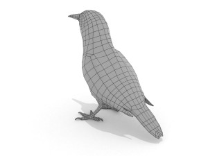 3d eurasian nutcracker model Modèle 3D