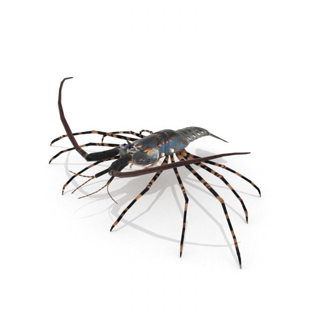 3d langouste 3D 모델 .c4d .max .obj .3ds .fbx .stl .blend 