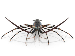 3d langouste 3D 모델