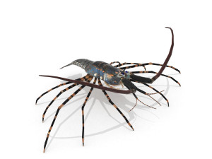 3d langouste 3D 모델