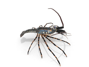 3d langouste 3D 모델