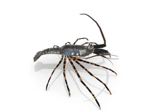 3d langouste 3D Model