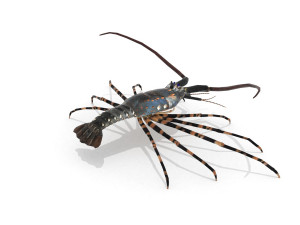 3d langouste 3D 모델