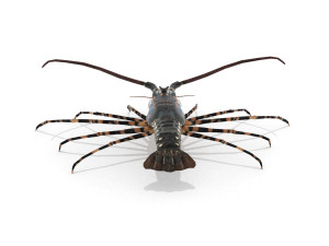 3d langouste 3D 모델