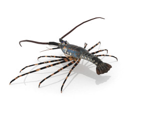 3d langouste 3D 모델