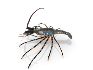 3d langouste 3D 모델