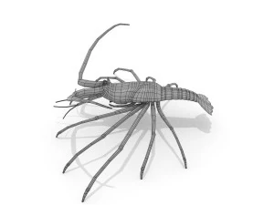 3d langouste 3D Model